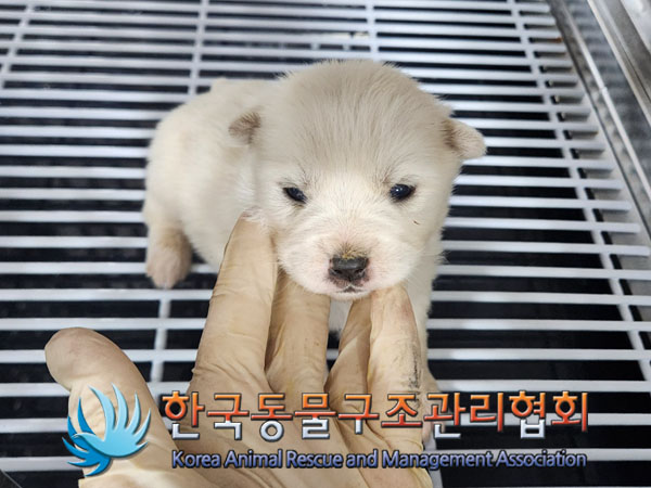 종료(자연사) 믹스…